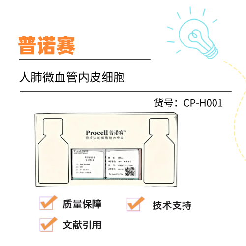  普诺赛人肺微血管内皮细胞