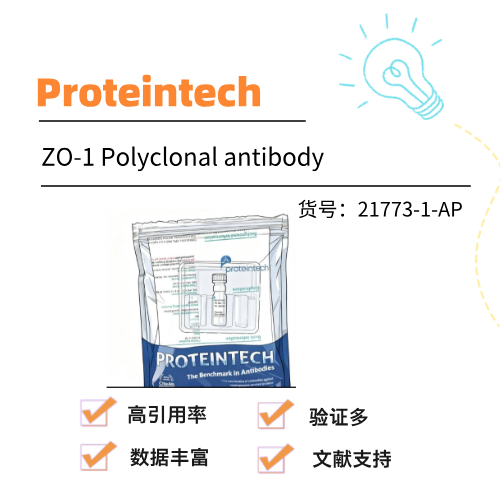  Proteintech多抗ZO-1 Polyclonal antibody