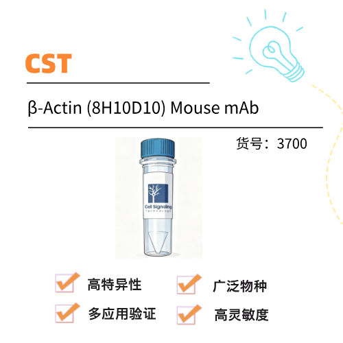 CST单抗β-Actin (8H10D10) Mouse mAb