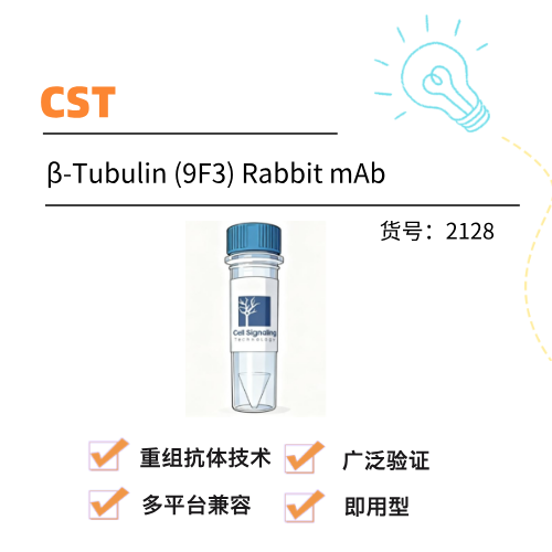  CST单抗β-Tubulin (9F3) Rabbit mAb