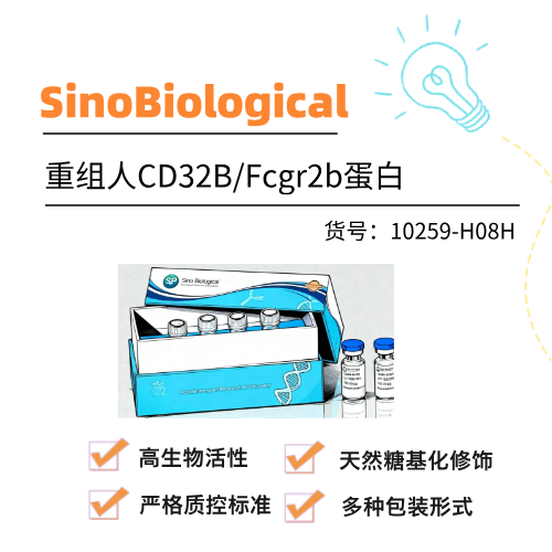  SinoBiological重组人CD32B/Fcgr2b蛋白
