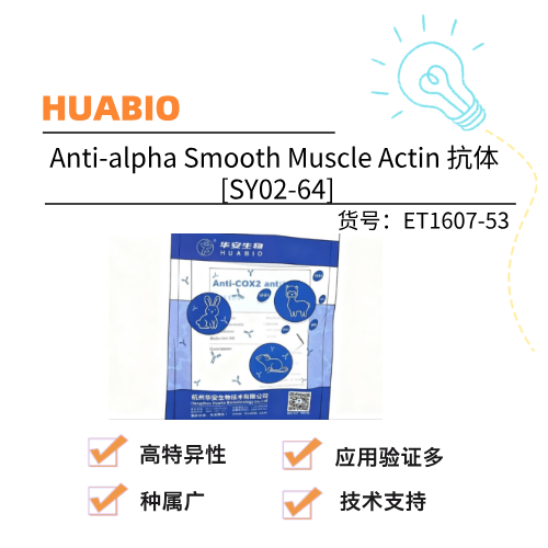  HUABIO华安生物 Anti-alpha Smooth Muscle Actin 抗体 [SY02-64]